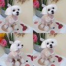 개 웃는날 이미지