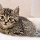 안양동물병원 이미지