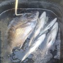 약산면-2 이미지