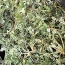 운남동 1076-4 주변 녹지 | 쑥 캐는 시기 | 인천 쑥캐기 좋은곳