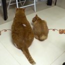 단비농장 | 🐾 [단비오빠 리뷰] SBS &lt;TV 동물농장&gt; 1246회 – 내겐 너무 무거운 냥 통이 / 도둑 수달 / 고불암의 고순이