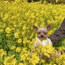 지에스25 동백원룸점 | 제주 산방산 유채꽃 스팟과 동백포레스트 동백꽃 3월 실시간 개화 현황