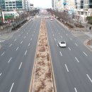 중앙로가로수 이미지