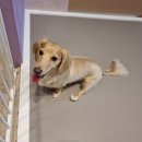 놀러왔댕 이미지