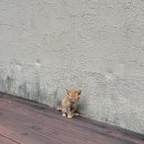 마이리틀펫 이미지