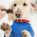 멍멍이매점 이미지