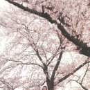 백구소공원 이미지