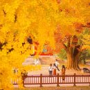 천연기념물로 지정된 400년 은행나무”… 단풍 절정에 무료 개방되는 가을 명소 이미지