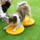 옐레드 애견유치원 & 호텔 고양덕은점 이미지