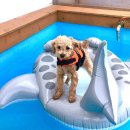 도기플래닛 더 스테이 이미지