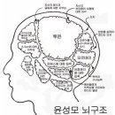 윤성모 뇌구조 이미지