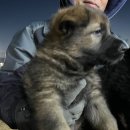 메이저 애견훈련학교 이미지