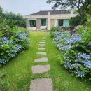 광령귤나무 이미지