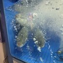 [삼성역 맛집] 산오징어의 진수, ‘오징어세상 삼성점’ 방문 후기