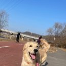 GPS 애견학교 이미지