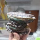 완도둥이맘