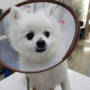 분당동물병원 이미지