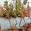 호야네 다육이 이미지