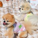 올치 이미지