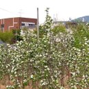 들마을공원 이미지