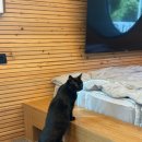 개도사랑펜션 | 부산 근교 밀양 반려동물 고양이 동반 숙소 후기 및 할인 정보