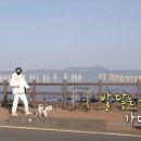 제주목화 이미지