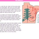 breast aterial supply 이미지
