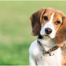 퍼스트 동물병원 이미지