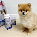 잘살개(J·DOG) | 포메라니안 닥터독 뉴트리션 J+ 관절 영양제 슬개골 탈구예방