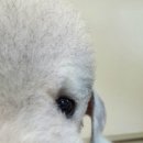 내가 누구개? 이미지