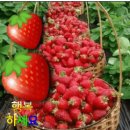 가나다라
