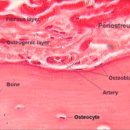 뼈를 둘러싸고 있는 막(골막 periosteum)은 두층으로 구성 outer "fibrous layer" and inner "osteogenic layer" 이미지