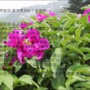 모란이피기까지 이미지