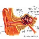 난청&이명 국가유공자 상이등급 이미지