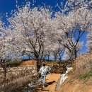 중원대로 | [사직산도시바람길숲] 충주 벚꽃 명소 (26.04.05) 실시간 벚꽃 만개 후기 / 호암지생태공원