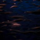 강릉수영장 이미지