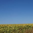 경지양돈 이미지