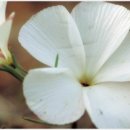 미소화장품 이미지