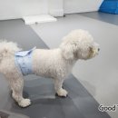 뛰뛰 강아지 놀이터 이미지