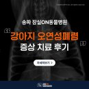 송파데일리동물병원 | 송파동물병원 강아지 오연성 폐렴 원인, 치료 후기