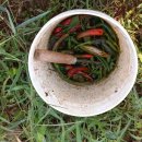 사남매농장 이미지