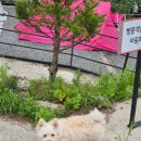 경남 계곡 캠핑장 6월 하동 신박힐링캠핑장 S8사이트 후기