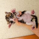 한길동물병원 이미지