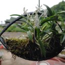 소엽풍란이 우리에게 주는 즐거움과 일깨움 이미지