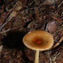 고동색우산버섯 Amanita vaginata var. fulva 이미지