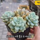 오복다육 이미지