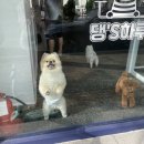 댕스하루 이미지