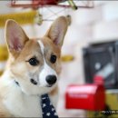 스튜디오코기 Daum카페