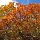 분당정(국궁장) 이미지