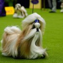 도그클럽 이미지